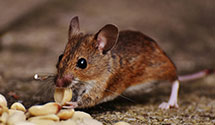 24 Hour & Emergency Exterminators in Makoti, ND